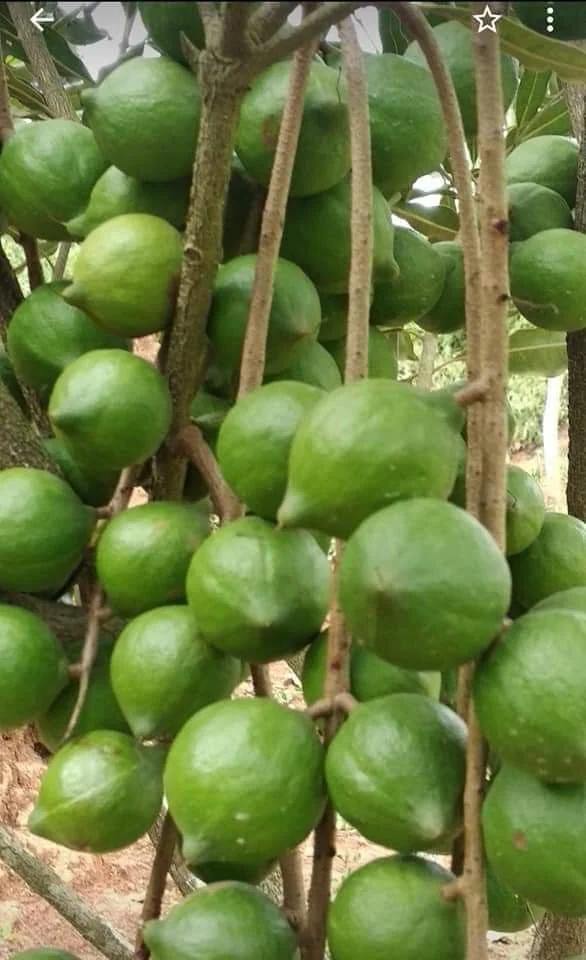 Macadamia fruit · Mandavie-supplied photograph