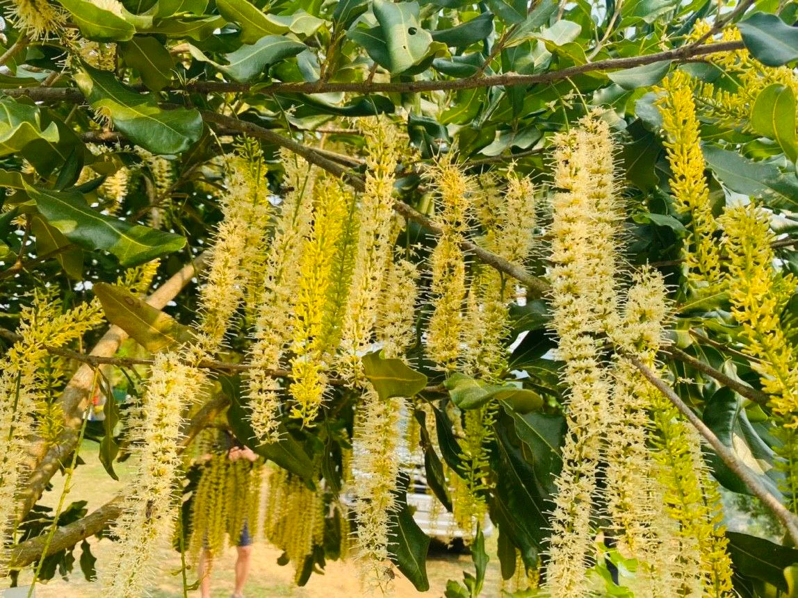 Macadamia flowers · Mandavie-supplied photograph