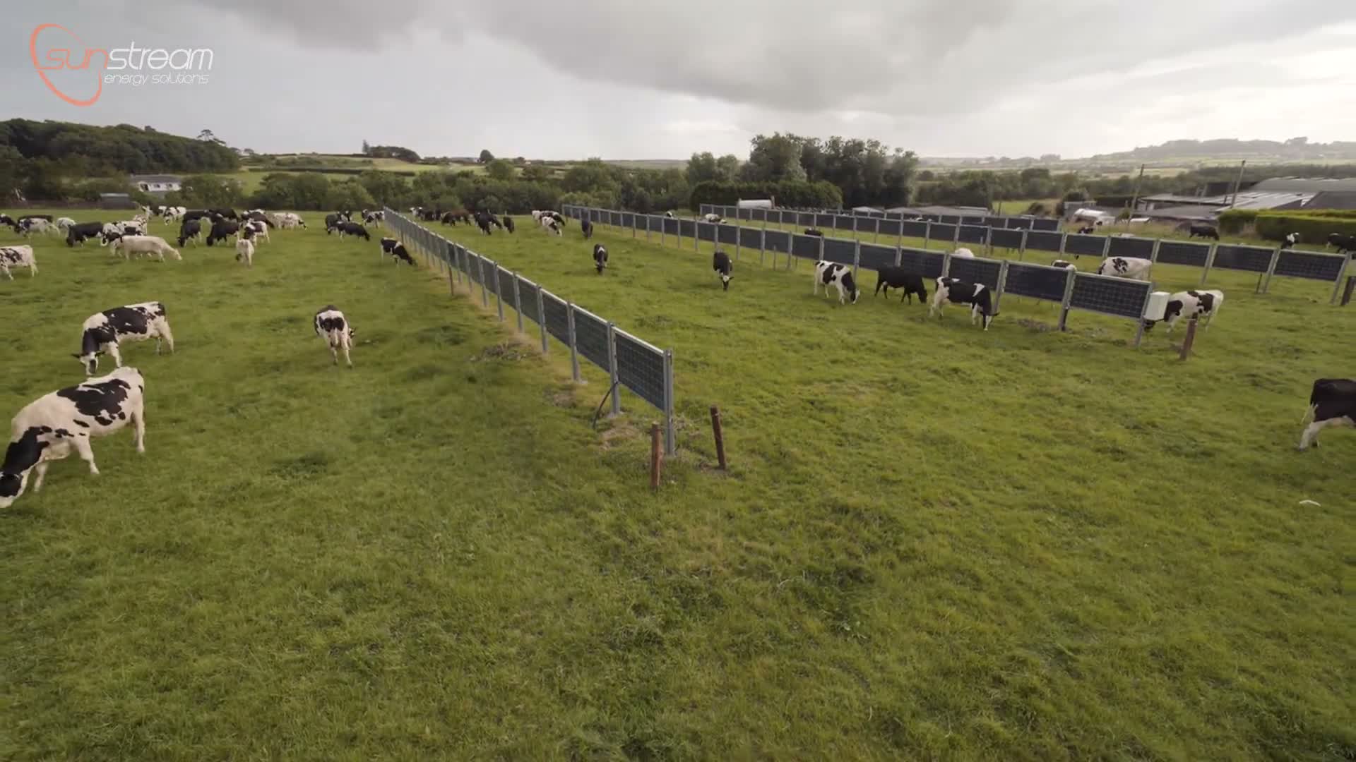 Cattle beside vertical solar panels in technology-reference footage