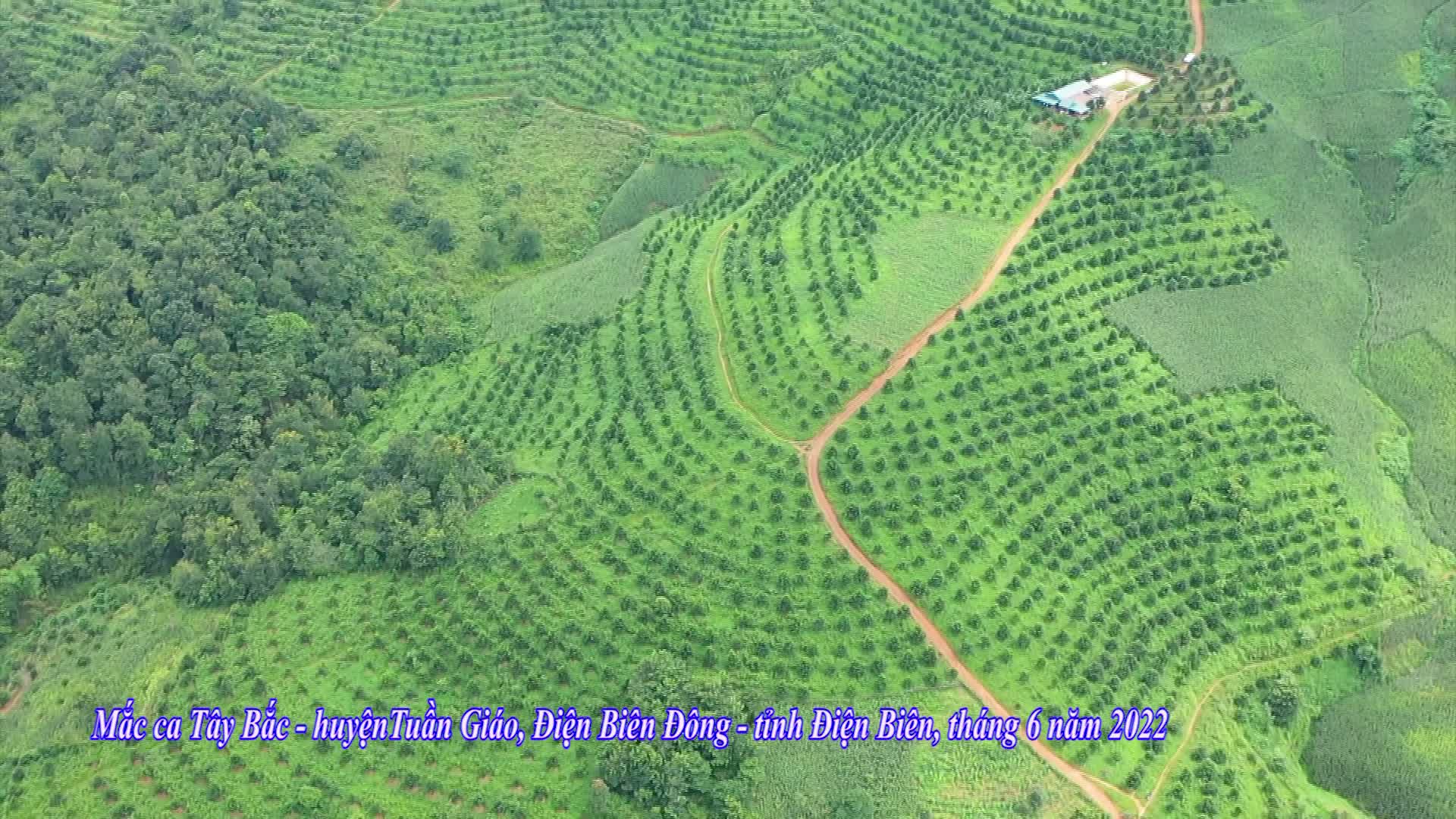 Macadamia orchards, fruit and a field visit in Điện Biên, June 2022