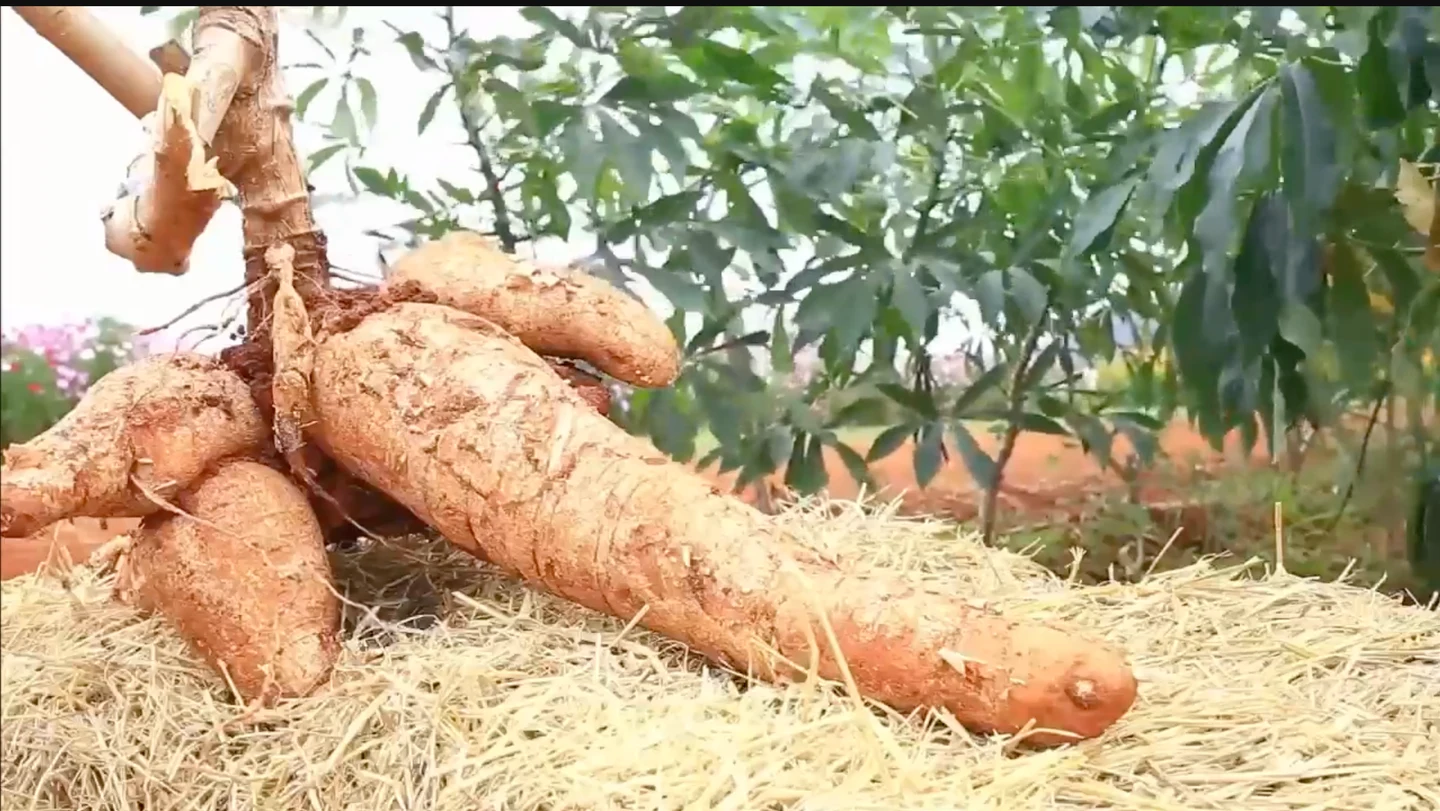 Supplied cassava image for the Cambodia Crop and Biomass Programmes