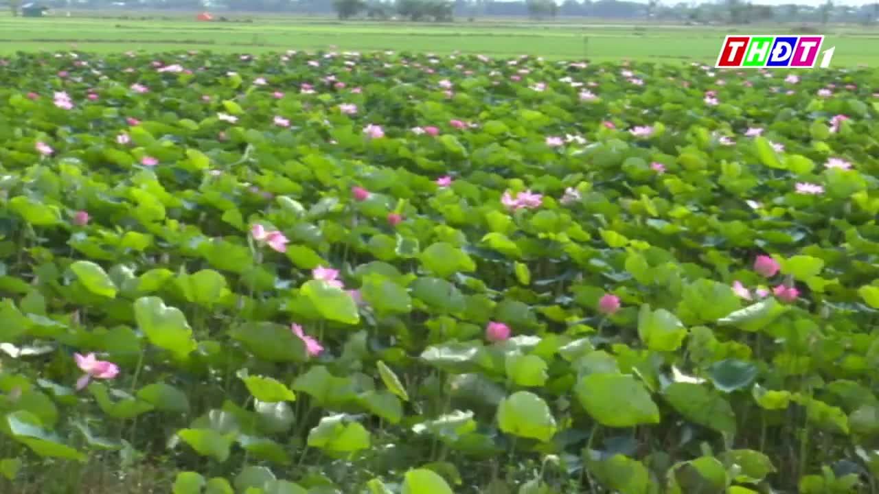 A wide view of lotus plants and pink blossoms, with the original THĐT mark retained